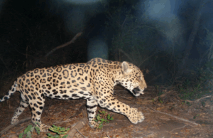 Monitoramento do Instituto Pró-Carnívoros e da ENGIE Brasil Energia evidencia presença de onças e espécies ameaçadas na Caatinga baiana