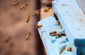 Aplicativo gratuito conecta agricultores e apicultores para proteger as abelhas