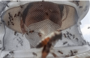 Pesquisa que avaliou efeito de defensivos agrícolas sobre genes de abelhas recebe menção honrosa no Prêmio Capes de Tese