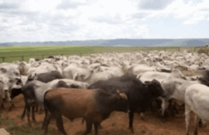 Política que estimula adoção de práticas sustentáveis pelos produtores rurais contribui para recuperação de áreas semidegradadas em Minas