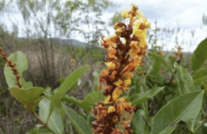 Estratégia de fogo zero dificulta a sobrevivência de espécies e altera a paisagem do Cerrado