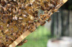 Cadeia produtiva do mel une agricultura e biodiversidade em Marília