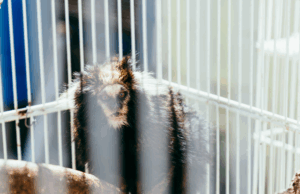 Saguis resgatados em São Paulo são transferidos gratuitamente para o Zoológico de Brasília