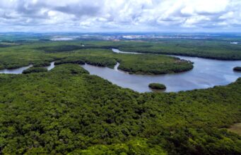 BNDES registra recorde histórico de investimentos em florestas após reativação do Fundo Amazônia