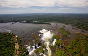 Novo filhote de onça-pintada no Parque Nacional do Iguaçu terá nome escolhido pelo público