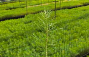Manejo florestal sustentável avança no Paraná