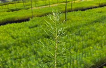 Manejo florestal sustentável avança no Paraná