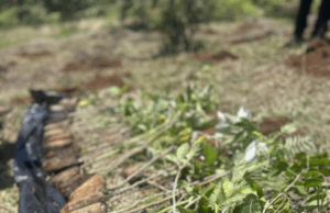 Ação de restauração na Mata Atlântica já plantou oito mil mudas nativas no interior de São Paulo