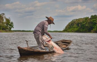 Projeto fortalece cadeia do pirarucu e amplia alternativas de renda na Amazônia