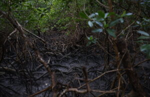 Floresta Viva avança na certificação de créditos de carbono em projetos envolvendo manguezais