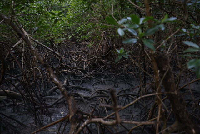 Mangues da Amazônia