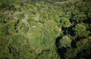 Reservas particulares do patrimônio natural: SP anuncia nova política de pagamento por serviços ambientais