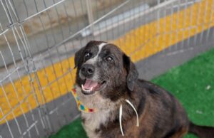 Feiras de adoção de pets abrem o ano de 2026 em Barueri