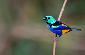 Amazônia Oriental concentra 38% das aves ameaçadas