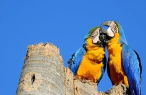 Instituto Arara Azul engaja comunidade na conservação das Araras Canindé e monitora 69 ninhos com drones