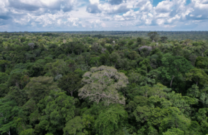 Estudo inédito prova a efetividade das concessões florestais na contenção do desmatamento e na geração de emprego e renda