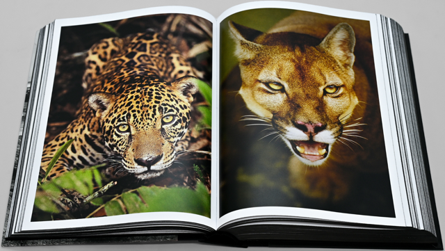 GG0Rcxf1QZvtLSvv-onca Média