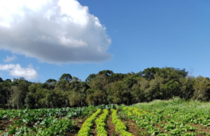 Em Três Barras (SC), resíduo orgânico industrial vira adubo e fortalece a agricultura familiar