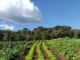 Em Três Barras (SC), resíduo orgânico industrial vira adubo e fortalece a agricultura familiar