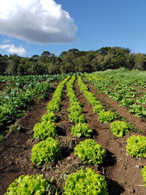 Três Barras 2 Média