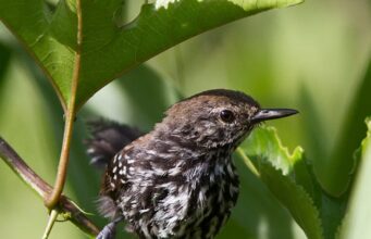 Aquecimento global já ameaça aves mesmo em áreas preservadas