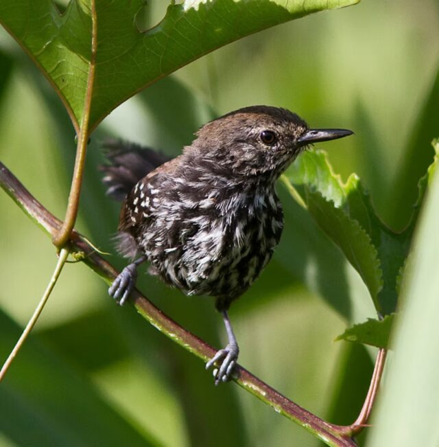 bicudinho-do-brejo-paulista-por-Silvia-Faustino-Linhares