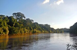 Planta aquática reduz antibióticos na água e danos genéticos em peixes, mostra estudo
