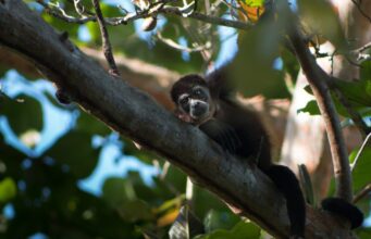 SP abre consulta pública para identificar capacidade técnica para resgate e manejo de fauna silvestre
