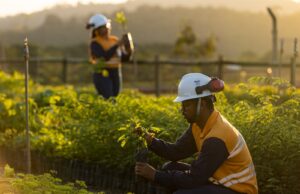 Investimento de R$ 28,7 milhões em ações socioambientais revegetou o equivalente a 543 campos de futebol da Mata Atlântica