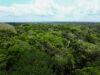 Reino Unido completa depósito de R$ 500 milhões e se torna segundo maior doador do Fundo Amazônia