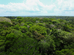 Reino Unido completa depósito de R$ 500 milhões e se torna segundo maior doador do Fundo Amazônia