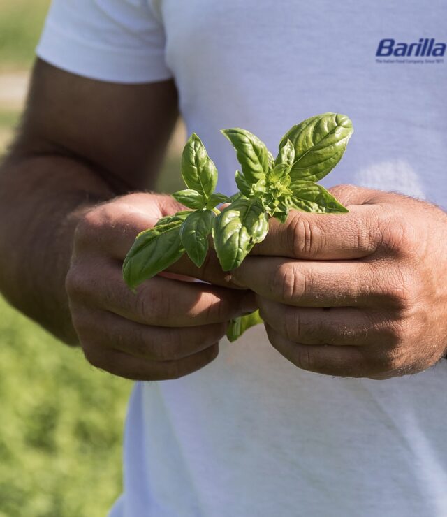 Barilla-ha-lanciato-Accademia-del-Basilico-un-programma-di-formazione-rivolto-agli-agricoltori-che-forniscono-basilico-al-Gruppo Grande