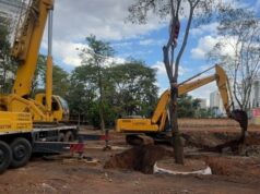 Árvores quase centenárias ganham novo endereço em Anápolis