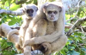 Espírito de Copa na natureza: espécies brasileiras mostram a força do trabalho em equipe