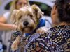 Cotia terá ação gratuita de castração de cães e gatos