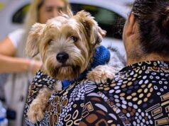 Cotia terá ação gratuita de castração de cães e gatos