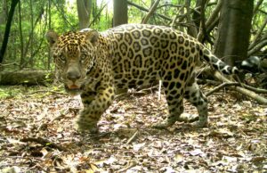 Queda de 77% na densidade de fêmeas ameaça população de onças-pintadas nas florestas inundáveis da Amazônia