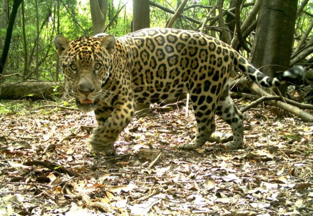 12-2016-Galego-registro-camera-trap---credito-GP-Felinos---Instituto-Mamiraua Grande