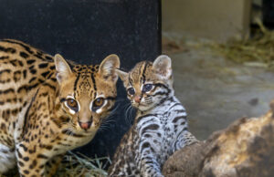 Filhote de casal de jaguatiricas resgatadas nasce no Zoo SP e já pode ser visto pelo público