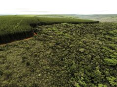 Florestas plantadas lideram preservação de vegetação nativa e desafiam percepção sobre o agronegócio