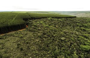 Florestas plantadas lideram preservação de vegetação nativa e desafiam percepção sobre o agronegócio