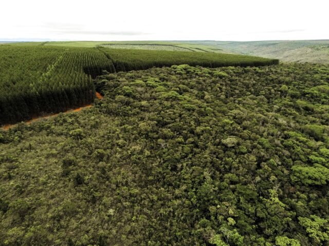 Areas-de-Vegetacao-Nativa-Densa-Divulgacao-AMIF