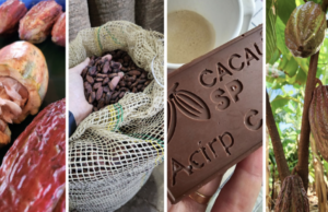 Produção de cacau ganha protagonismo com apoio do SP Produz