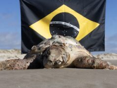 Campanha que ajudou a impulsionar criação da maior área marinha protegida do Brasil é premiada em Cannes