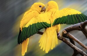 Projeto Água Vida consolida presença em todos os biomas brasileiros e amplia atuação internacional