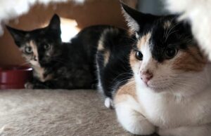 No Agosto Caramelo, o alerta: maus-tratos contra animais vão além da agressão