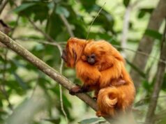 Brasil recebe a primeira Área de Patrimônio da Vida Selvagem terrestre do mundo