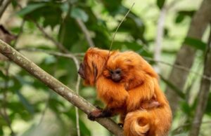Brasil recebe a primeira Área de Patrimônio da Vida Selvagem terrestre do mundo
