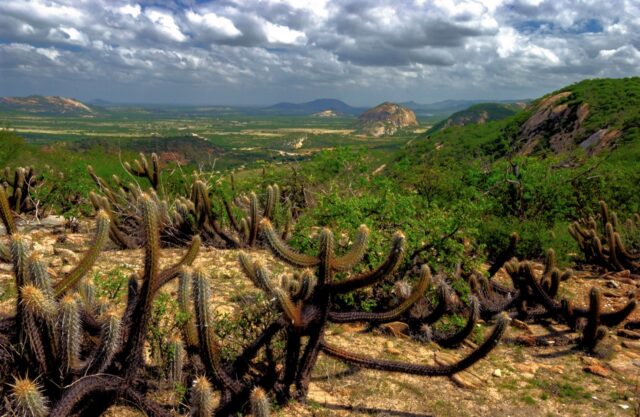 Xique-xique cactus in the Caatinga biome, with landscape in the background in Santa Luzia, Paraíba, Brazil.