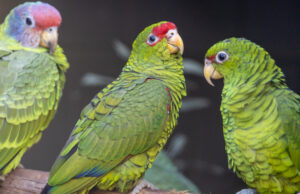 Do resgate à conservação: papagaios vítimas do tráfico ganham novo espaço no Zoo SP
